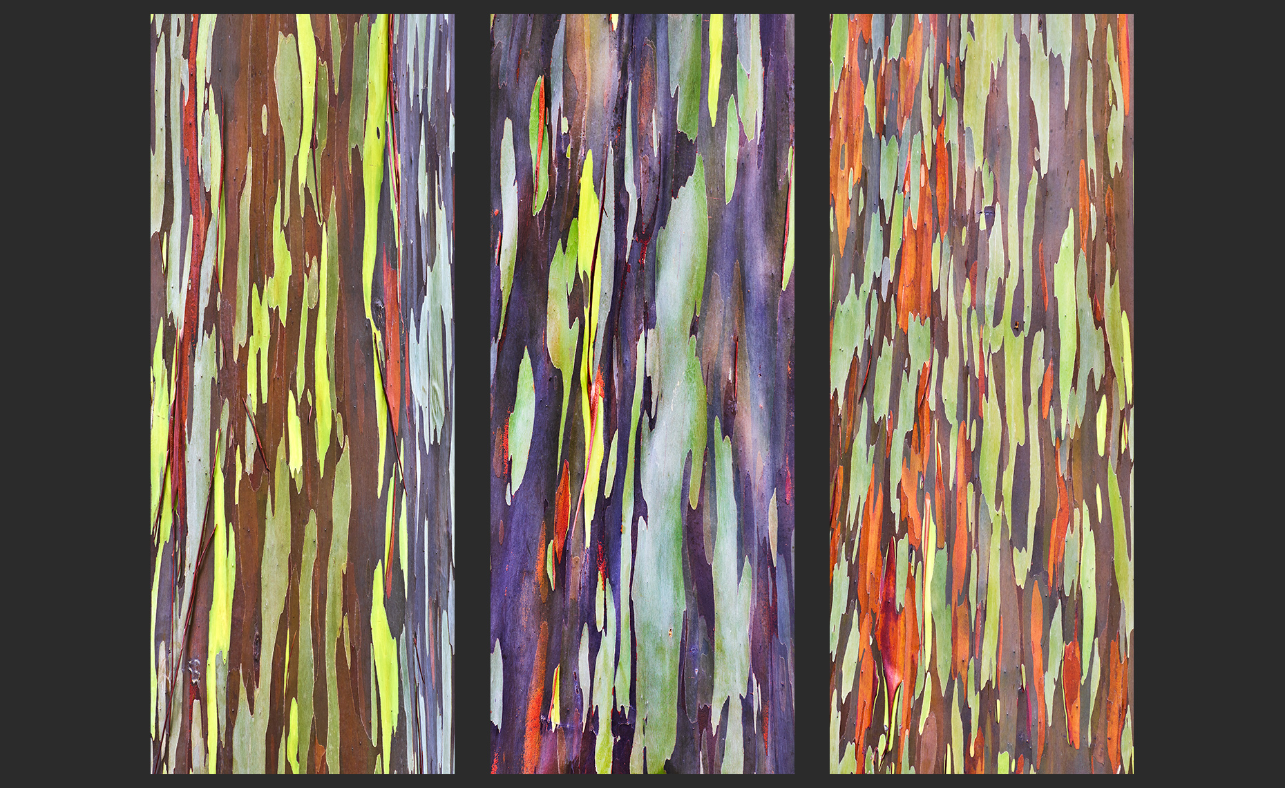 maui_eucalyptus1